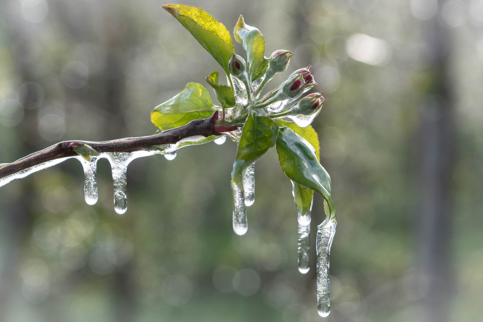 Schützende Eisschicht