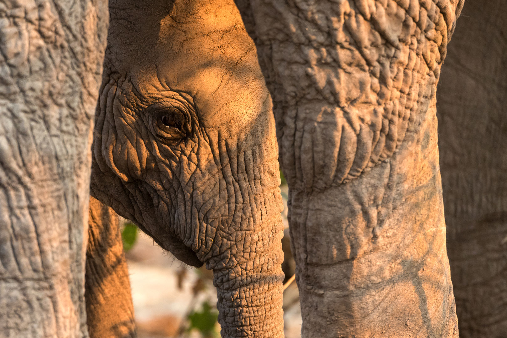 schützende Elefantensäulen