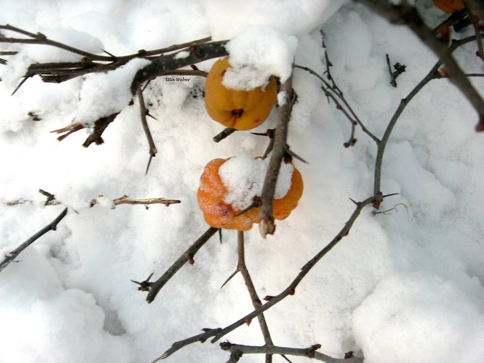 Schützender Schnee...