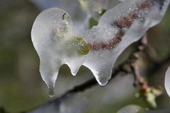 Schützendes Eis