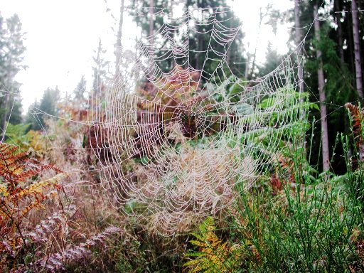 Schützendes Spinnenetz