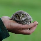 Schützenswerte kleine Eule, Steinkauz (Athene noctua)