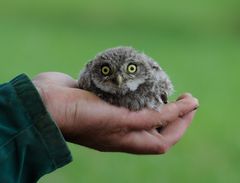 Schützenswerte kleine Eule, Steinkauz (Athene noctua)