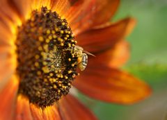 Schützt die Bienen