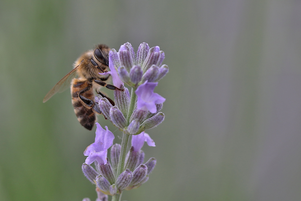 schützt die Bienen ...