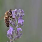 schützt die Bienen ...