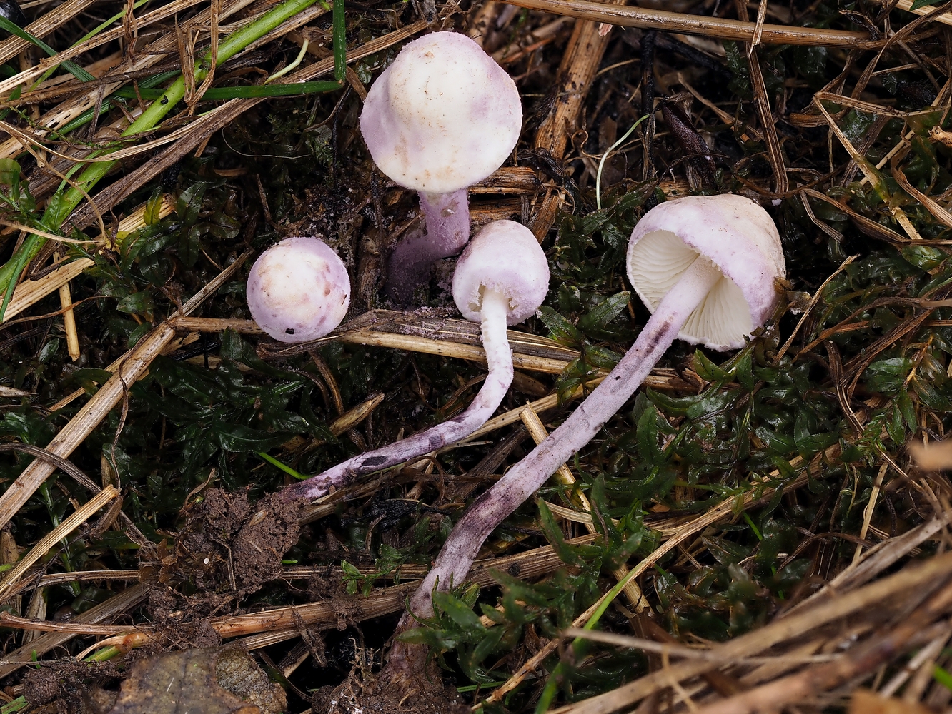 Schützt sich durch üblen Geruch: Violettlicher Mehlschirmling