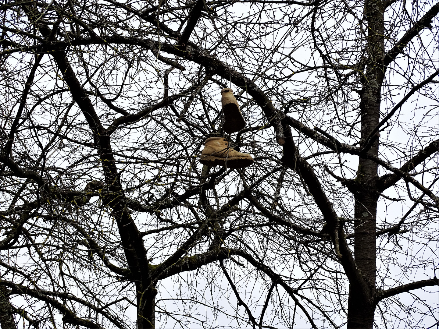 Schuhe im Baum