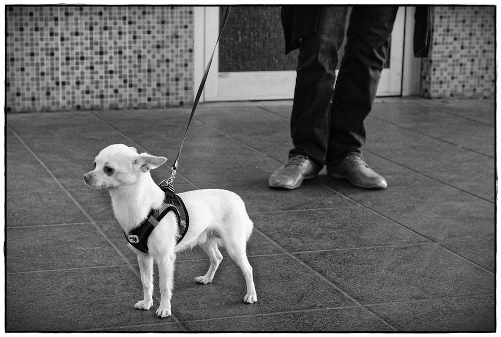 Schuhe mit Hund