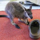 Schuhfetishist (Blackfooted Rochwallaby Waisenkind)