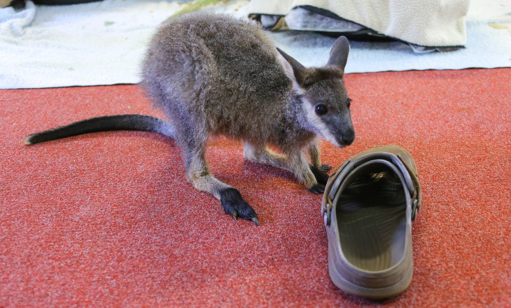Schuhfetishist (Blackfooted Rochwallaby Waisenkind)