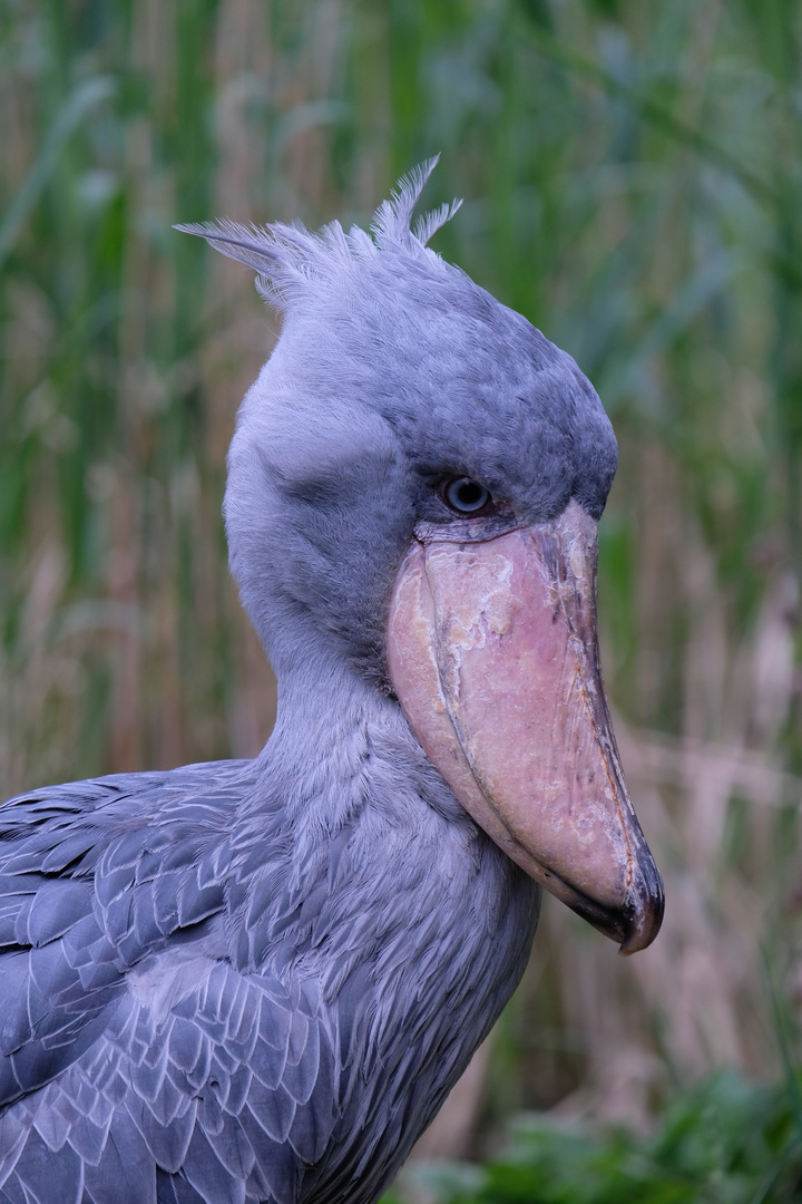 Schuhschnabel - Abu Markub im Weltvogelpark Walsrode