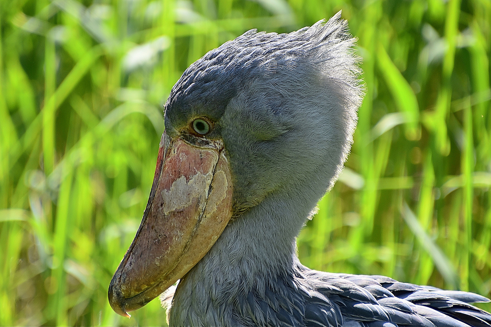 Schuhschnabel (Balaeniceps rex)