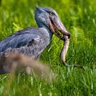 Schuhschnabel bei der Jagd 2