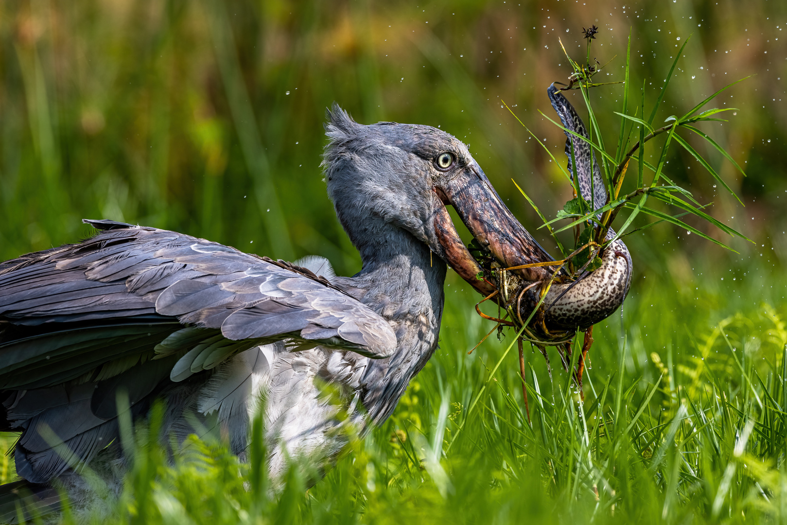 Schuhschnabel bei der Jagd