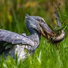 Schuhschnabel bei der Jagd