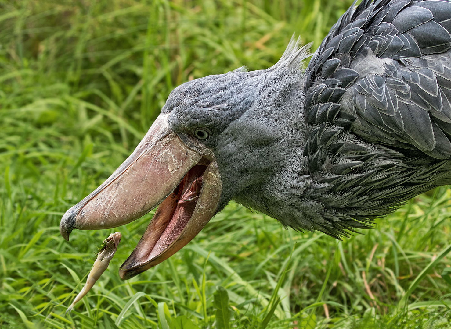 Schuhschnabel mit fliegendem Fisch