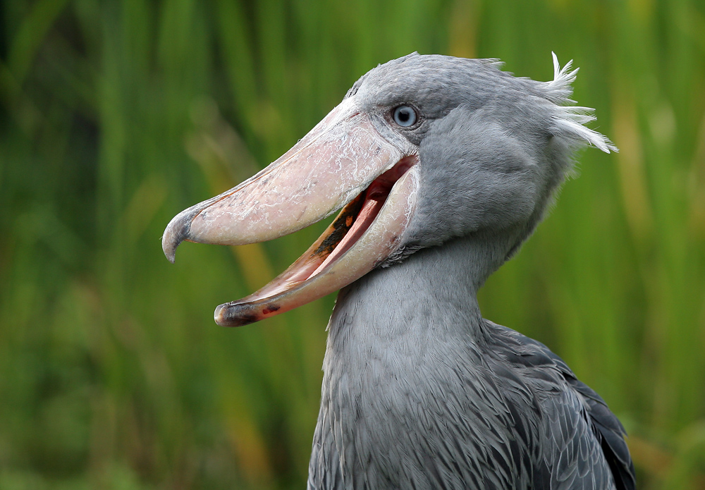 Schuhschnabel Portrait