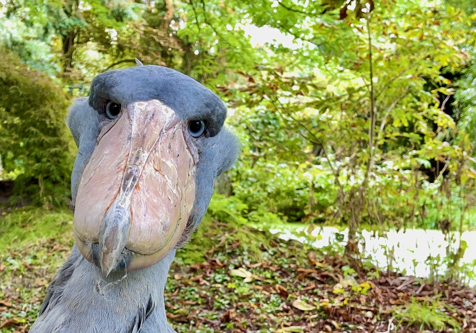 Schuhschnabel Portrait