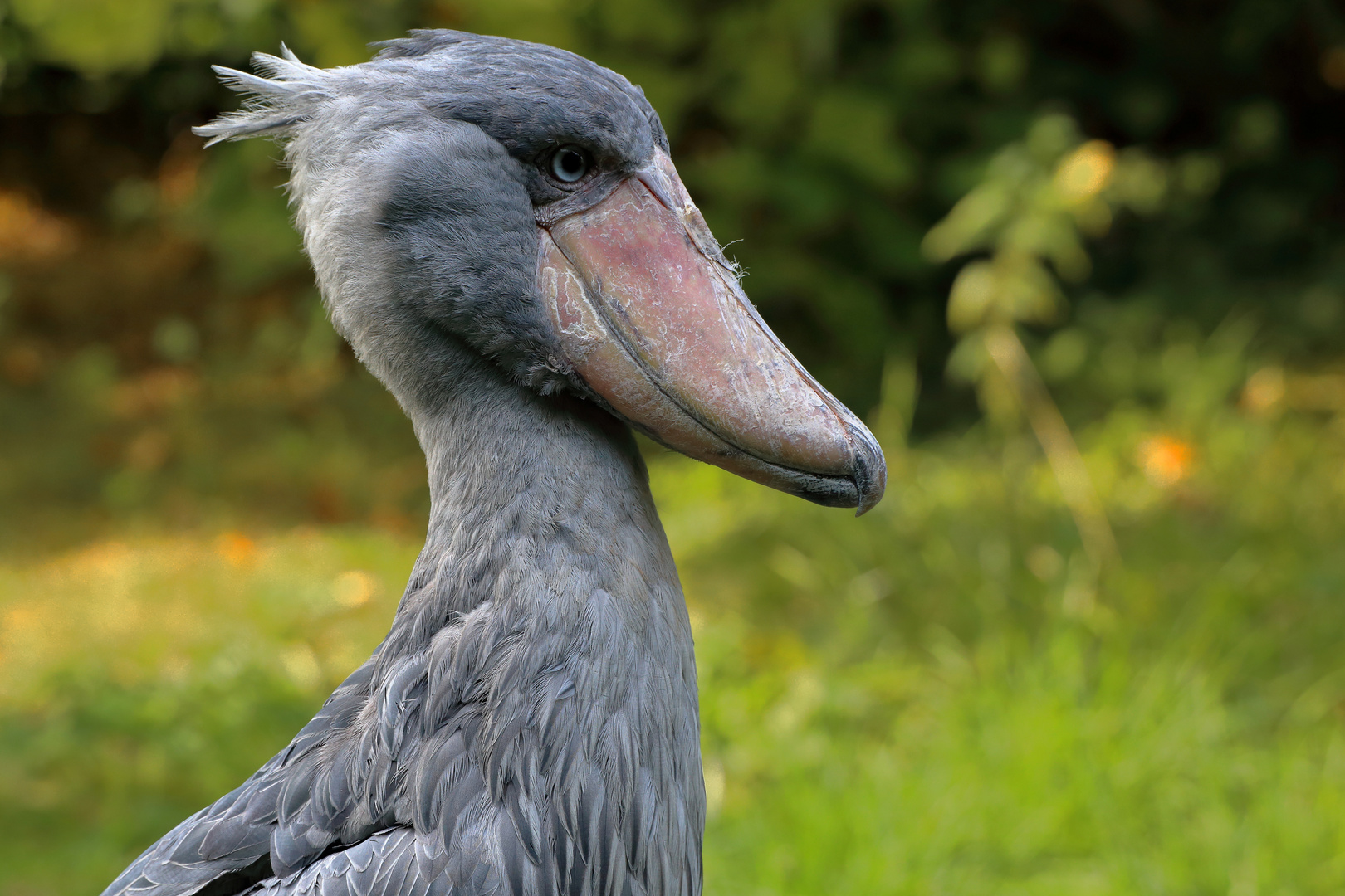 Schuhschnabel - Portrait - Vogelpark Walsrode