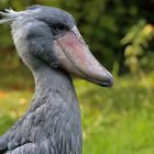 Schuhschnabel - Portrait - Vogelpark Walsrode