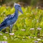 Schuhschnabel - Shoebill