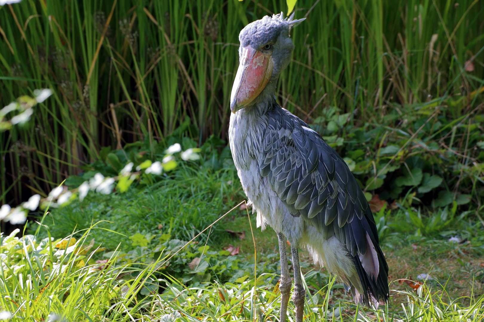 Schuhschnabel - Vogelpark Walsrode