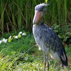 Schuhschnabel - Vogelpark Walsrode