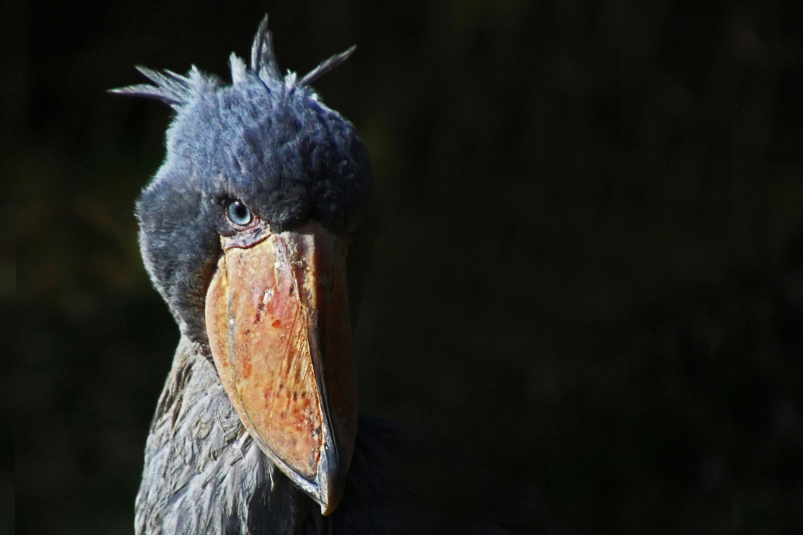 Schuhschnabel, Vogelpark Walsrode