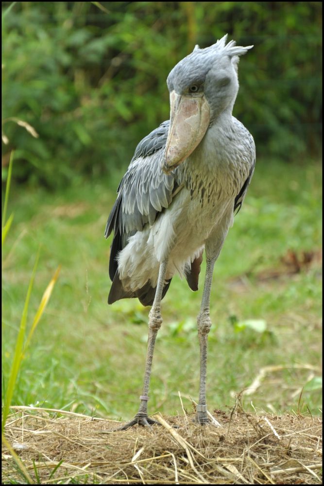 Schuhschnabel (Vogelpark Walsrode)