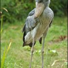 Schuhschnabel (Vogelpark Walsrode)