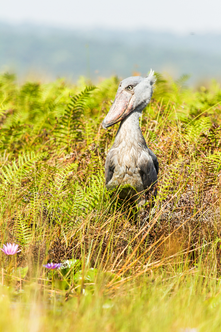 Schuhschnabelstorch