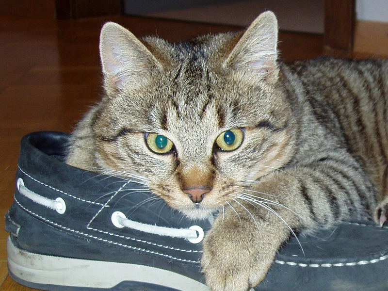 Schuhtiger