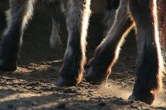 Schulpony "Tyta" aus einer anderen Perspektive betrachtet......