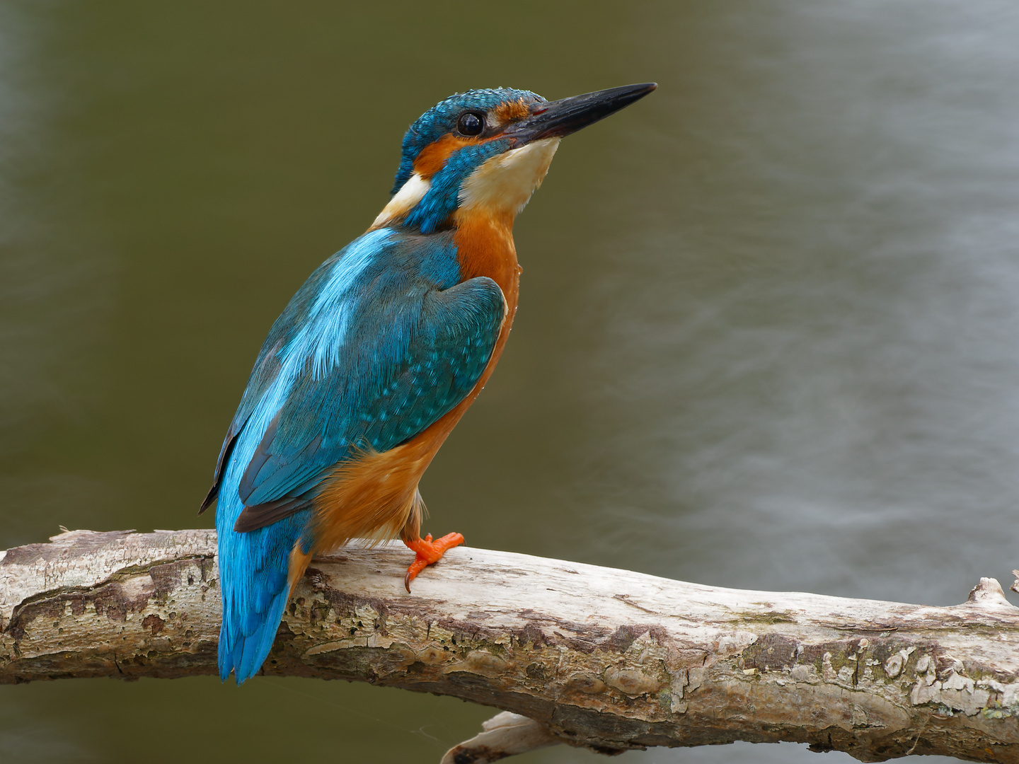 Schulterblick  _Eisvogel vor Abflug