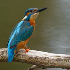 Schulterblick  _Eisvogel vor Abflug