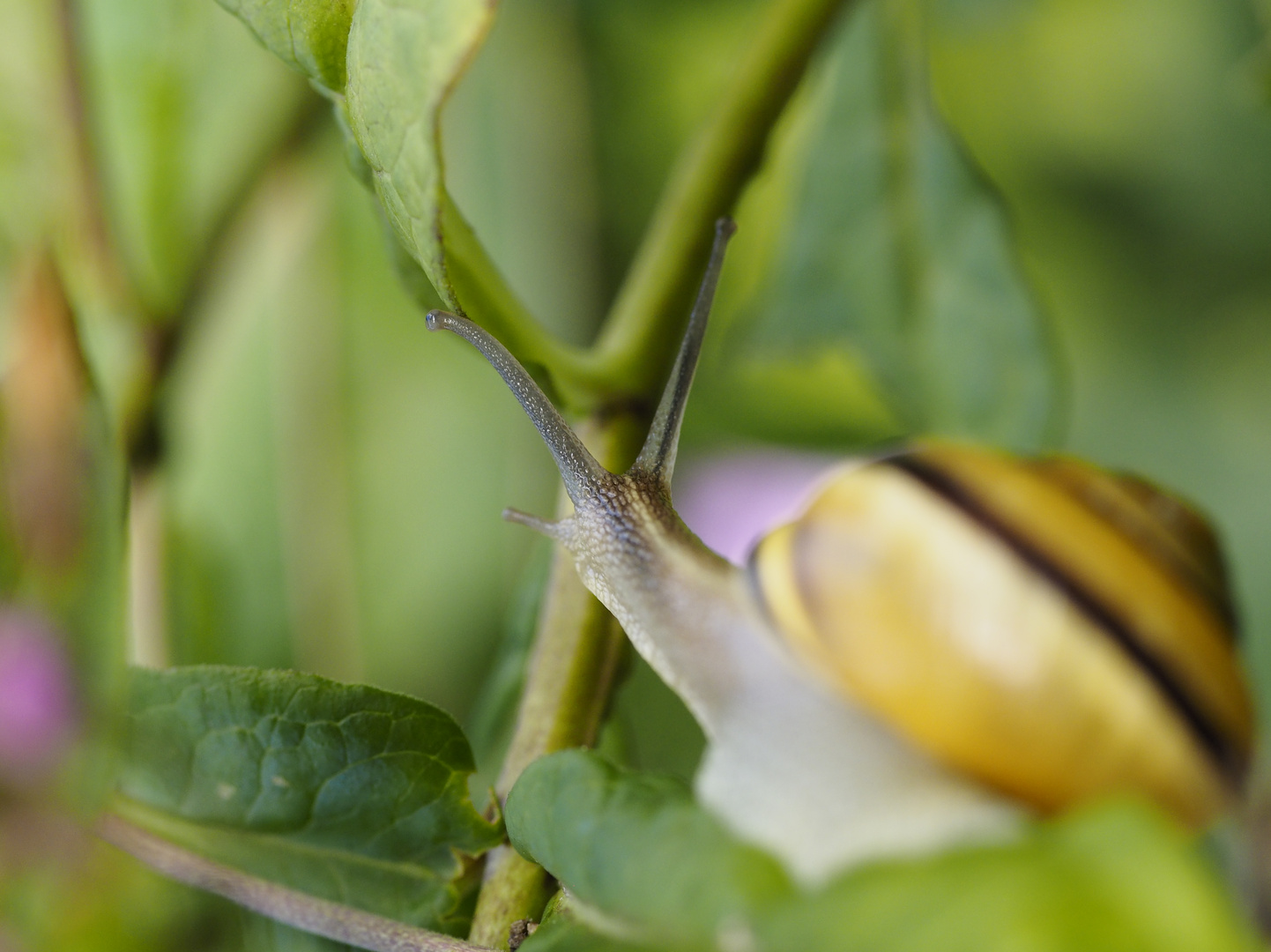 Schulterblick: Schnecke auf Ast