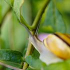 Schulterblick: Schnecke auf Ast