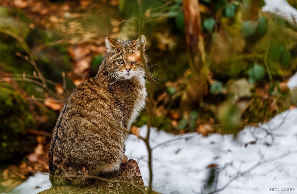 Schulterblick - Tiere164