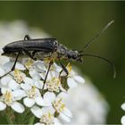 Schulterbock (Oxymirus cursor), Männchen