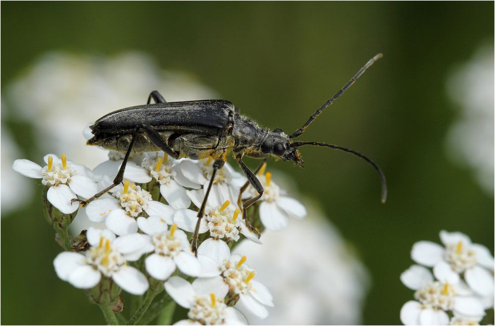 Schulterbock (Oxymirus cursor), Männchen