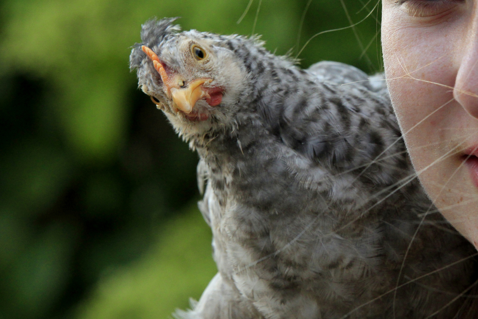 Schulterhuhn