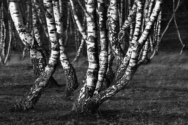 Schunkelnde Birken....