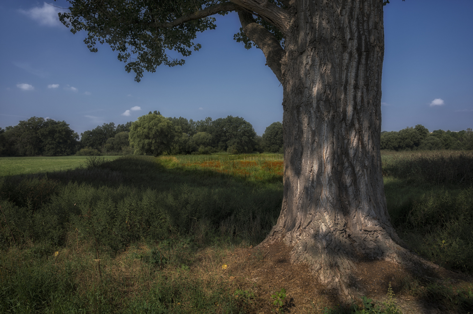 Schunter Aue mit Baum