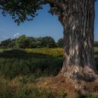 Schunter Aue mit Baum