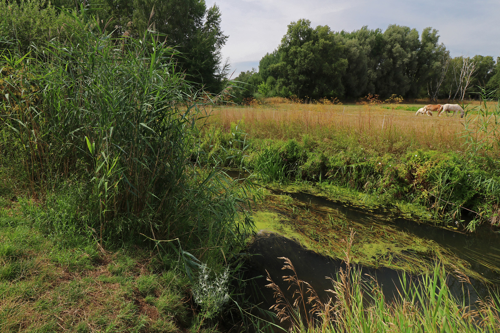 Schunterwiesen bei Querum