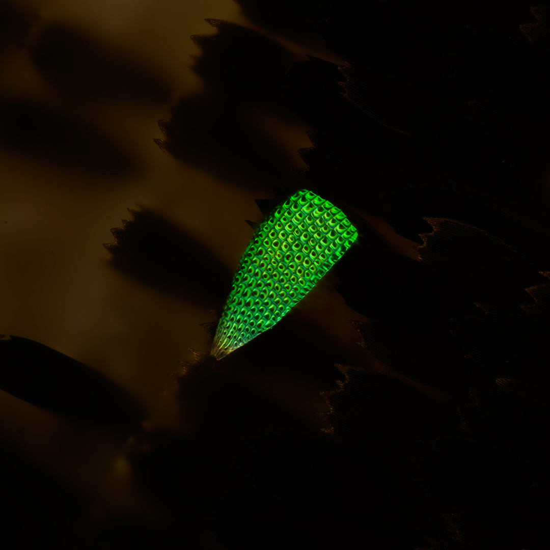 Schuppe des grüngestreiften Schwalbenschwanzes (Papilio Palinurus)