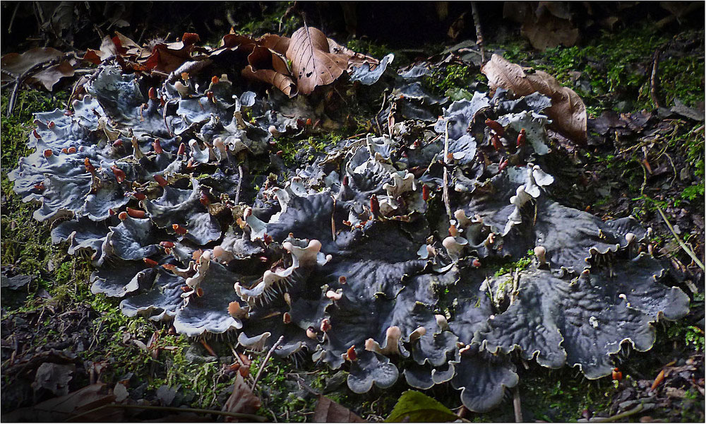 Schuppen-Hundsflechte (Peltigera praetextata)