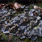 Schuppen-Hundsflechte (Peltigera praetextata)