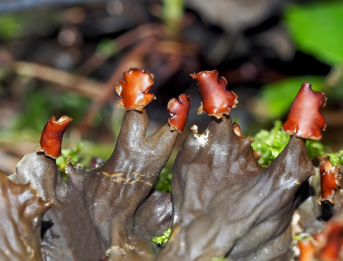 Schuppen-Hundsflechte (Peltigera praetextata) *